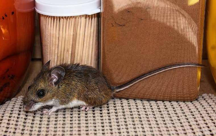 a mouse outside a home in jensen beach florida