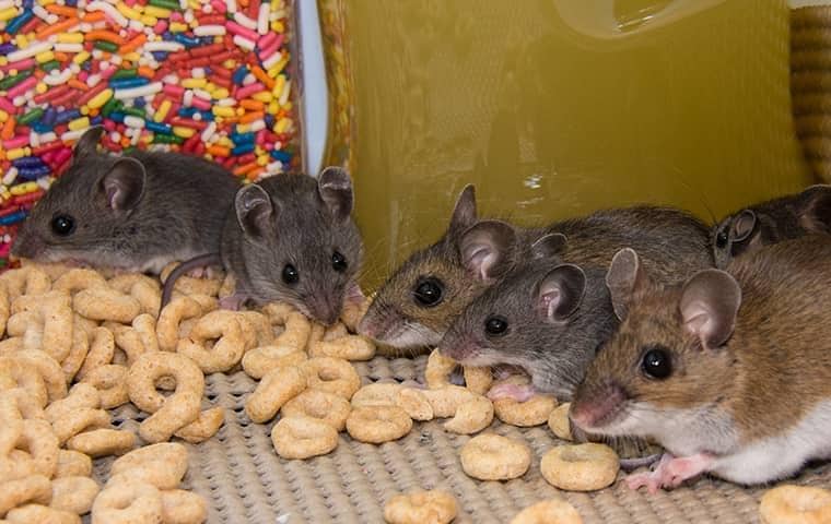 five mice feeding on cereal in a cupboard in a florida home