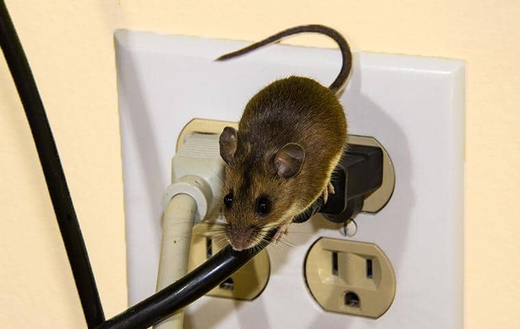 a mouse outside of a home in hobe sound florida