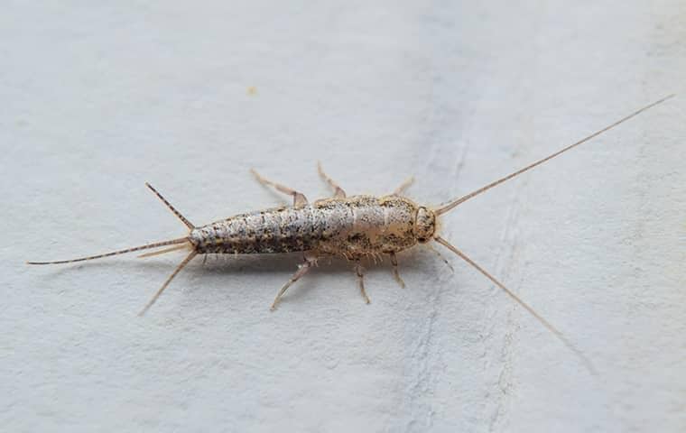 a silverfish in a bathroom in jensen beach florida