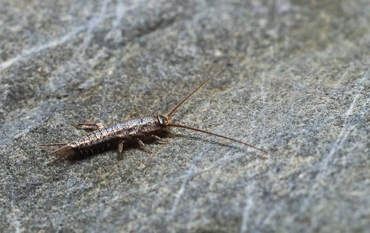 a silverfish inside a home in hobe sound florida