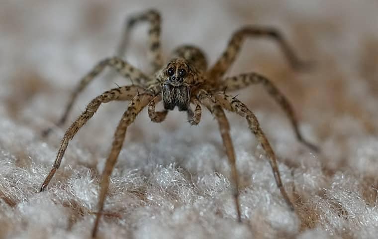 a spider on the floor in a home in stuart florida