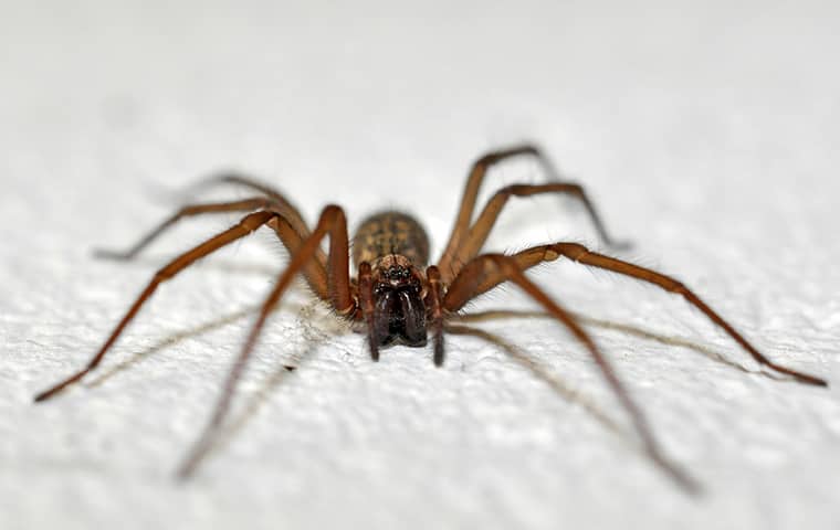 a spider crawling in a home in wellington florida