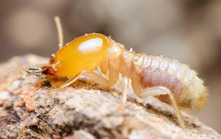 a termite outside a home in vero beach florida