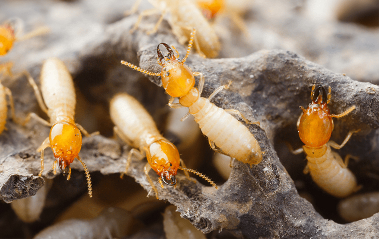 many termites crawling outside a home in jupiter florida