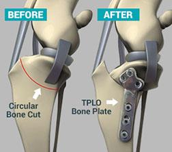 Tibial Plateau Leveling Osteotomy (TPLO) Surgery