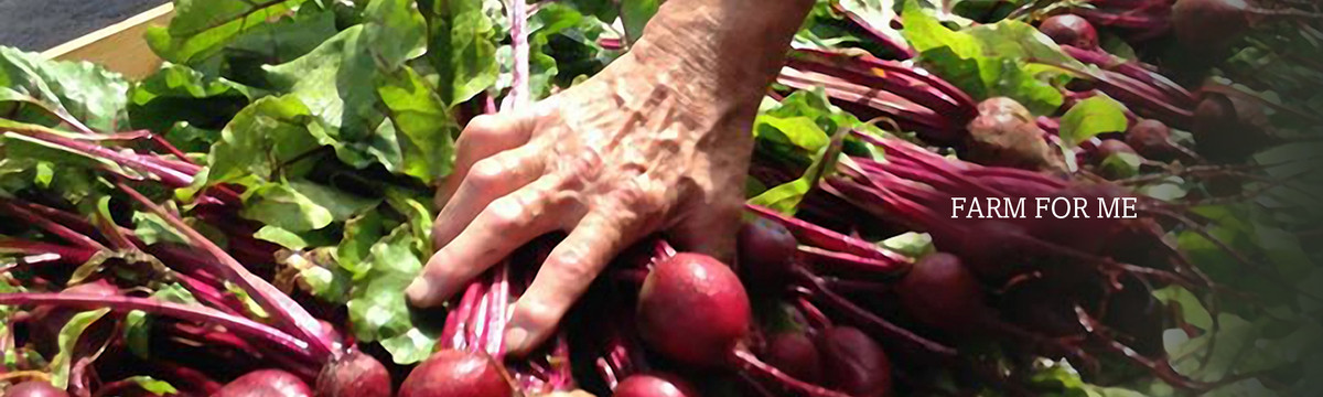 A farmer handles a container of beets. We distribute fresh greens and vegetables to food pantries in northern Maine.