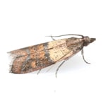 indian meal moth