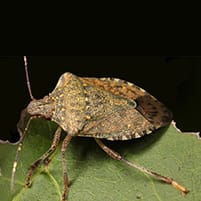 Brown Marmorated Stink Bug