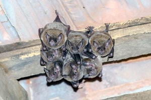 bats hanging in an attic