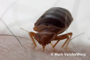 bed bug feeding on arm