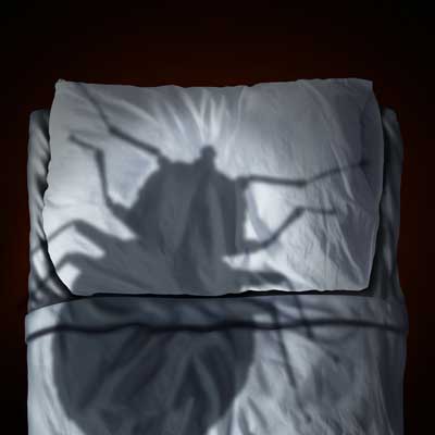 silhouette shadow of bed bug on pillow