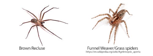 comparison of brown recluse and grass spider