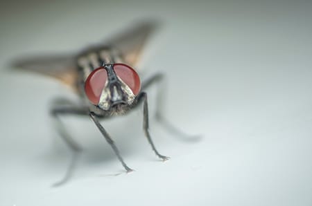 fly on white background