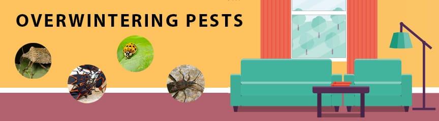 Overwintering Pests