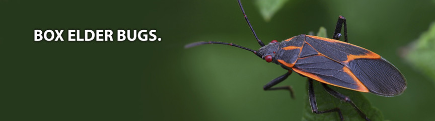 Box Elder Bugs