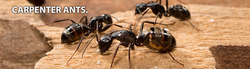 Ants (Carpenter)