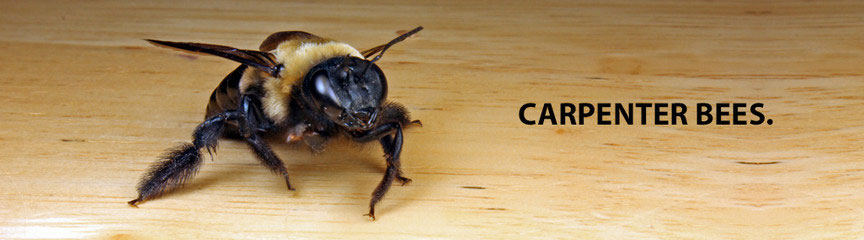 Bees (Carpenter)