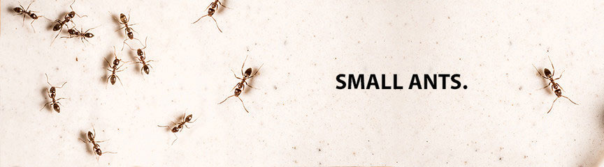 Ants (Small)