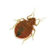 this is what a bed bug looks like