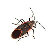 Box Elder Bugs