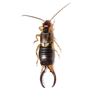 Earwigs