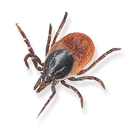 Ticks