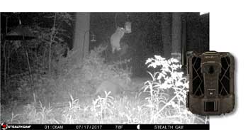 trail cam image of raccoon in bird feeder