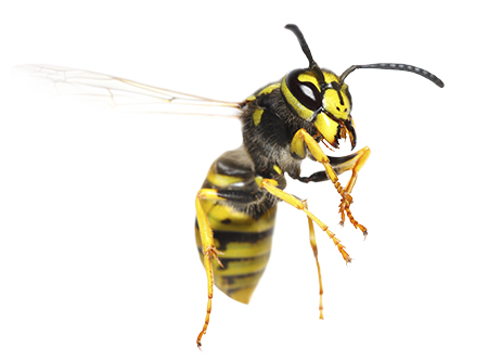 yellow jacket on white background