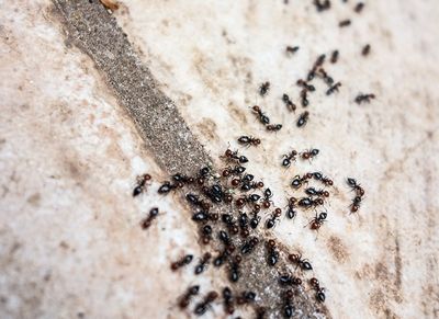 a trail of ants on tiled floor