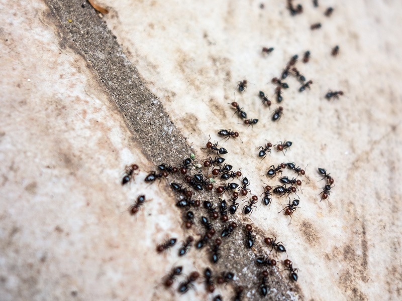 a trail of ants on tiled floor
