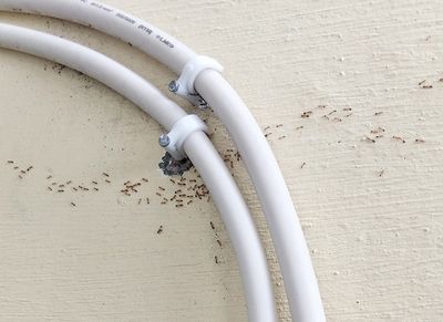 ants around piping