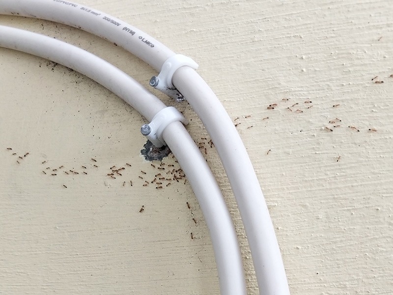 ants around piping