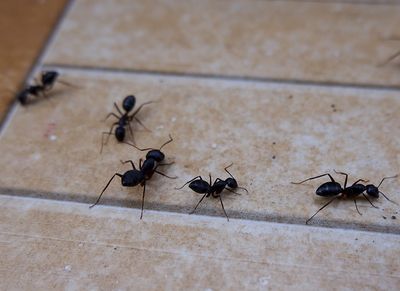 ant trail on kitchen floor of shreveport home