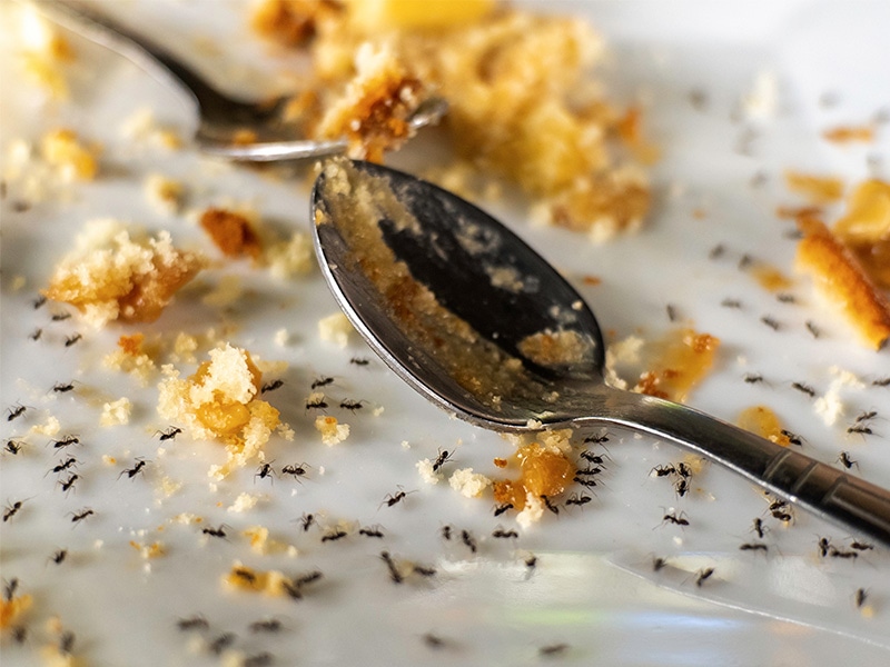 shreveport ants crawling on plate