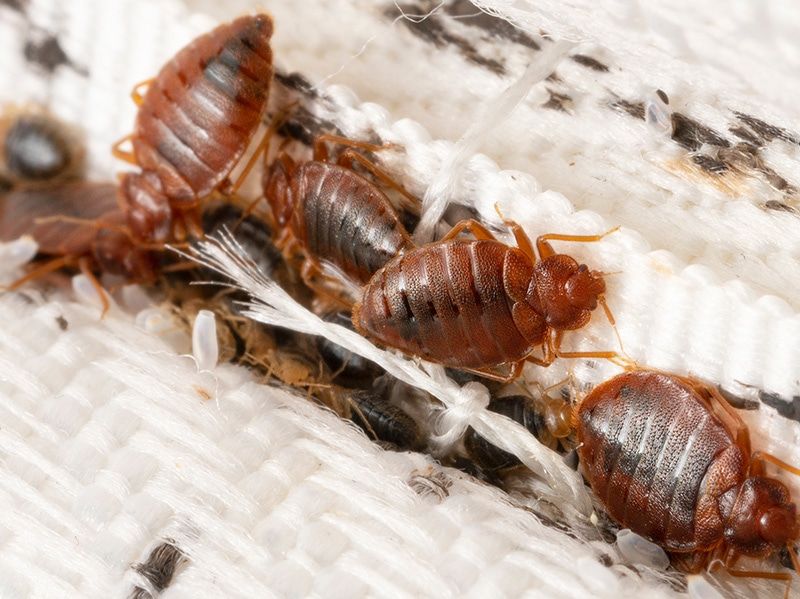 bed bugs hiding in bed in shreveport home
