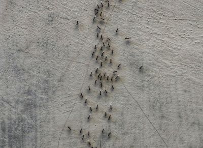 tiny ants in shreveport trying to find a way inside