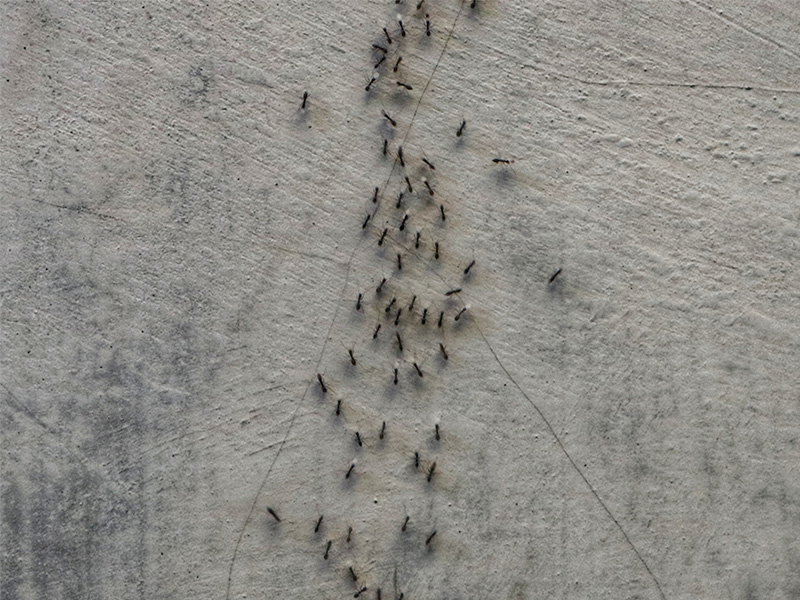 tiny ants in shreveport trying to find a way inside