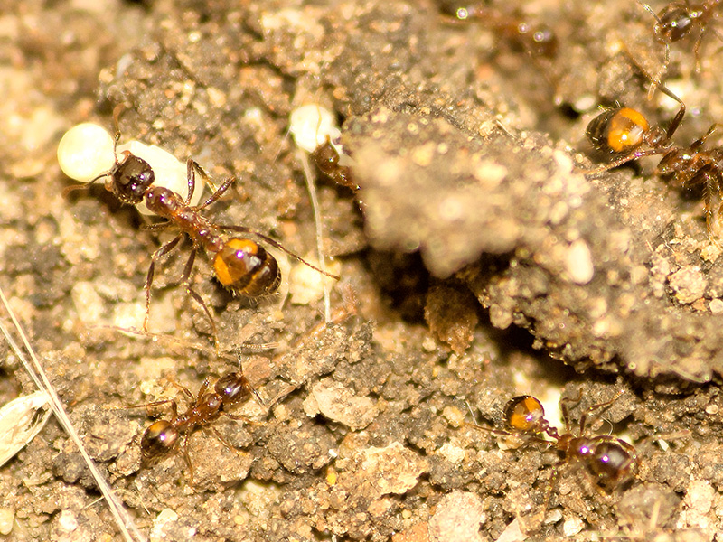ants on rocks