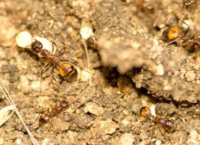 ants on rocks