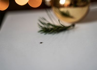 bug crawling near holiday decoration