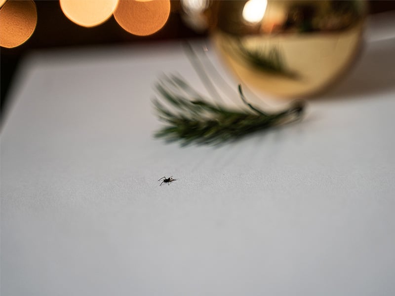 bug crawling near holiday decoration