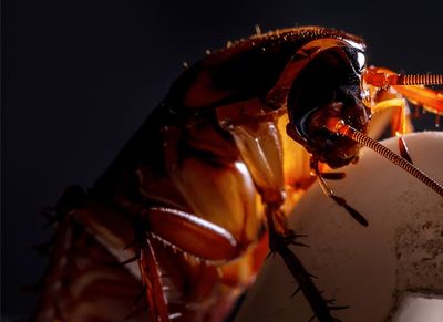 cockroach searching for food at night in shreveport home