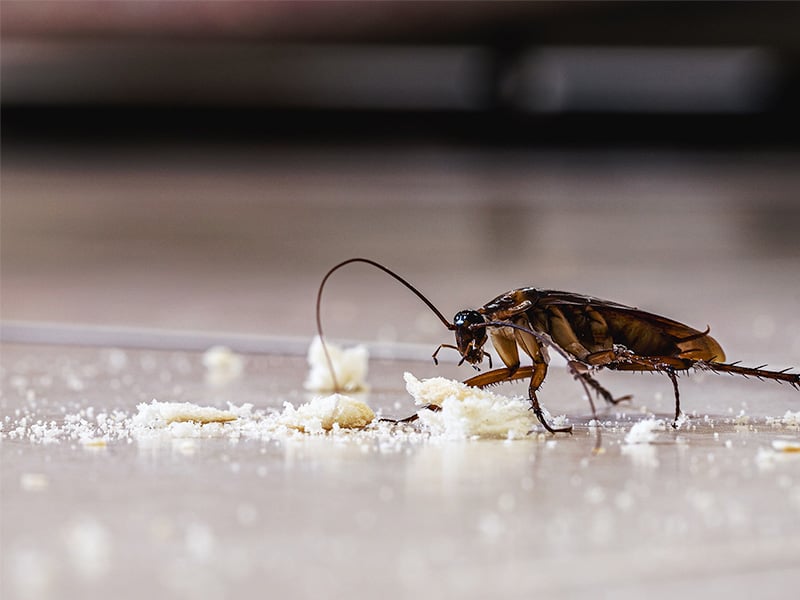 roach eating crumbs off kitchen floor