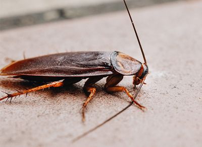 summer cockroach activity