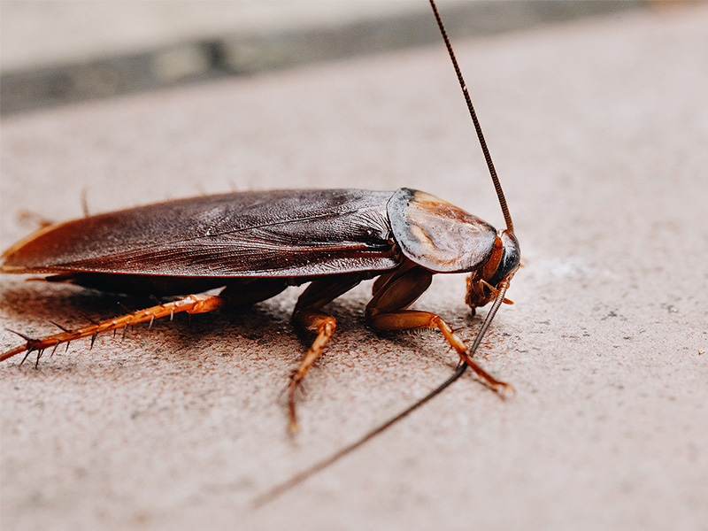 summer cockroach activity