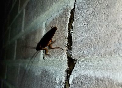 cockroach on brick wall