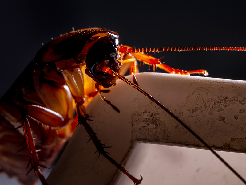 cockroach in shreveport home at night