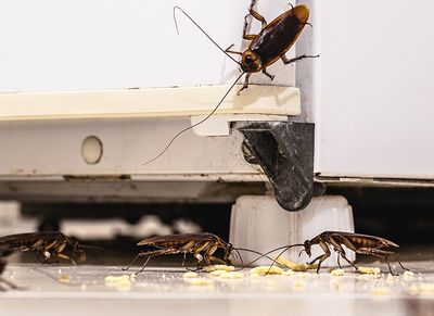 cockroaches eating crumbs