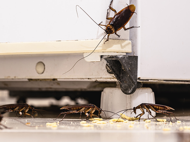 cockroaches eating crumbs